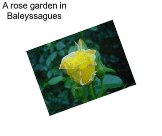 A rose garden in Baleyssagues