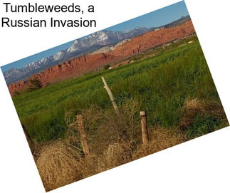 Tumbleweeds, a Russian Invasion