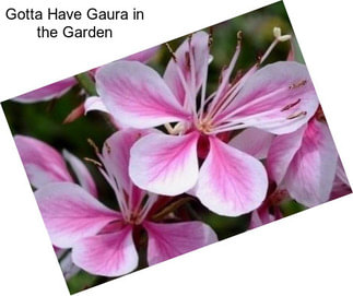 Gotta Have Gaura in the Garden