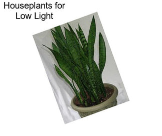 Houseplants for Low Light