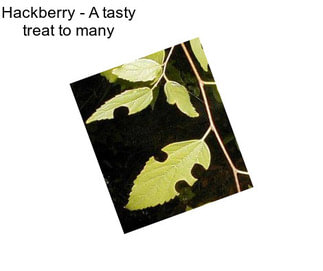 Hackberry - A tasty treat to many