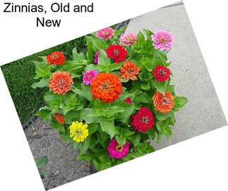 Zinnias, Old and New