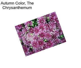 Autumn Color, The Chrysanthemum