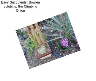 Easy Succulents: Bowiea volubilis, the Climbing Onion