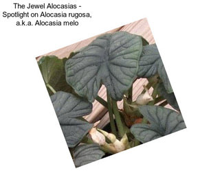 The Jewel Alocasias - Spotlight on Alocasia rugosa, a.k.a. Alocasia melo