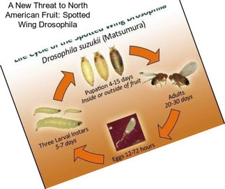 A New Threat to North American Fruit: Spotted Wing Drosophila