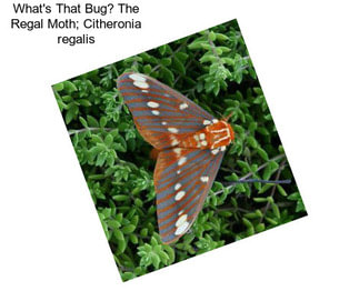 What\'s That Bug? The Regal Moth; Citheronia regalis