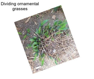 Dividing ornamental grasses