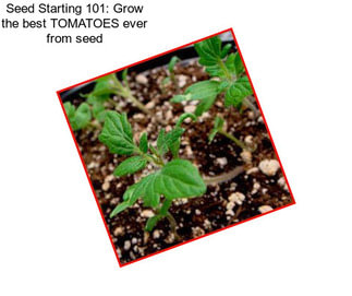 Seed Starting 101: Grow the best TOMATOES ever from seed