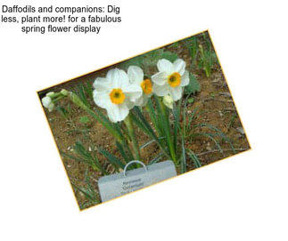 Daffodils and companions: Dig less, plant more! for a fabulous spring flower display