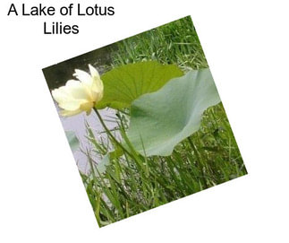 A Lake of Lotus Lilies