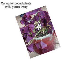 Caring for potted plants while you\'re away