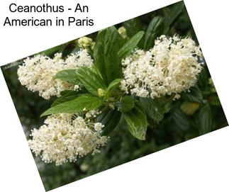 Ceanothus - An American in Paris