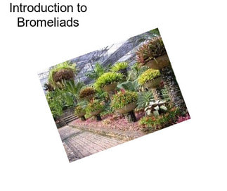 Introduction to Bromeliads