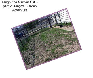 Tango, the Garden Cat ~ part 2: Tango\'s Garden Adventure