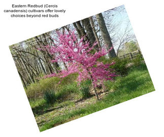 Eastern Redbud (Cercis canadensis) cultivars offer lovely choices beyond \