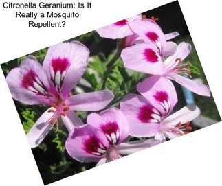 Citronella Geranium: Is It Really a Mosquito Repellent?