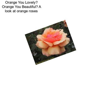 Orange You Lovely? Orange You Beautiful? A look at orange roses