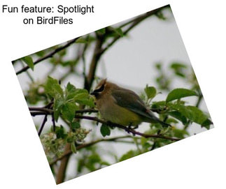 Fun feature: Spotlight on BirdFiles