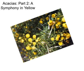 Acacias: Part 2: A Symphony in Yellow