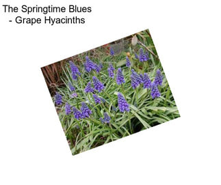 The Springtime Blues - Grape Hyacinths