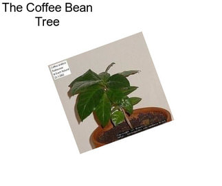 The Coffee Bean Tree