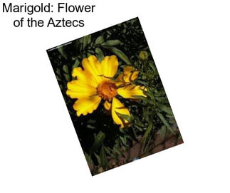 Marigold: Flower of the Aztecs