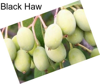 Black Haw