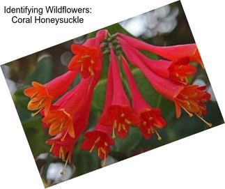 Identifying Wildflowers: Coral Honeysuckle