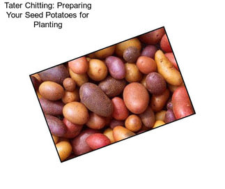 Tater Chitting: Preparing Your Seed Potatoes for Planting