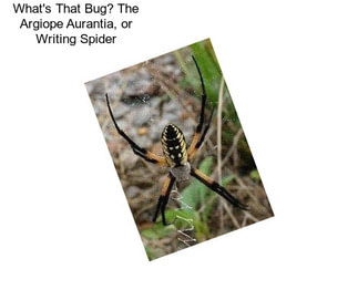 What\'s That Bug? The Argiope Aurantia, or Writing Spider