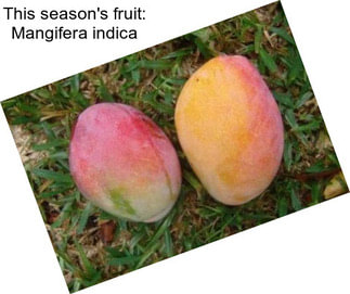 This season\'s fruit: Mangifera indica