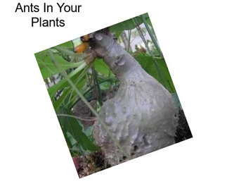 Ants In Your Plants