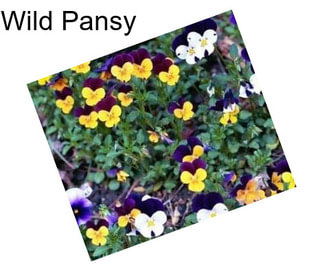 Wild Pansy