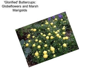 \'Glorified\' Buttercups: Globeflowers and Marsh Marigolds