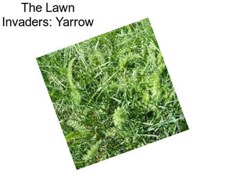 The Lawn Invaders: Yarrow