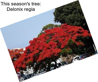 This season\'s tree: Delonix regia