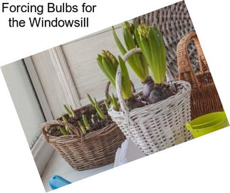 Forcing Bulbs for the Windowsill