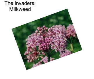 The Invaders: Milkweed