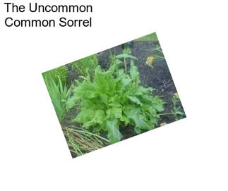 The Uncommon Common Sorrel