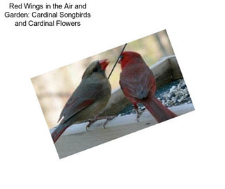 Red Wings in the Air and Garden: Cardinal Songbirds and Cardinal Flowers