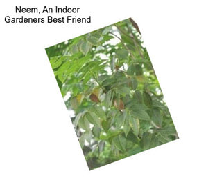 Neem, An Indoor Gardeners Best Friend