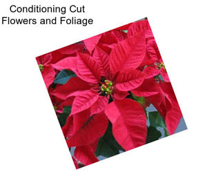 Conditioning Cut Flowers and Foliage