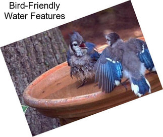 Bird-Friendly Water Features