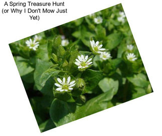 A Spring Treasure Hunt (or Why I Don\'t Mow Just Yet)