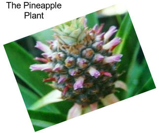 The Pineapple Plant