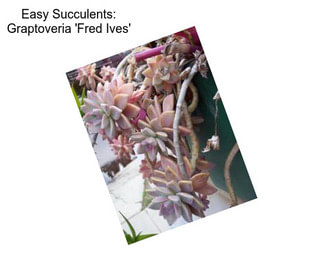 Easy Succulents: Graptoveria \'Fred Ives\'