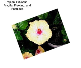 Tropical Hibiscus - Fragile, Fleeting, and Fabulous