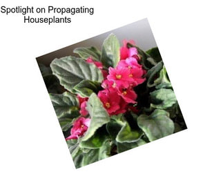 Spotlight on Propagating Houseplants