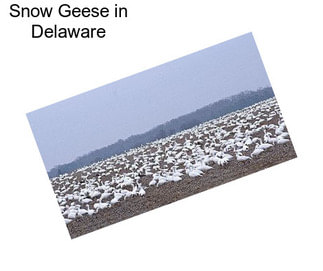 Snow Geese in Delaware